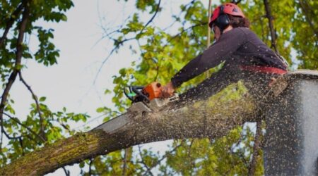 tree removal services Charlotte NC