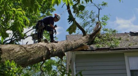 Emergency Tree Removal Charlotte NC