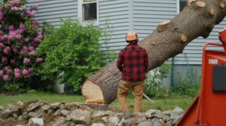 emergency tree removal Charlotte NC