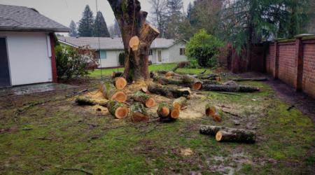 Emergency Tree Removal Charlotte NC